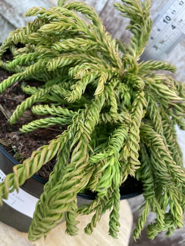 Japanese Red Cedar 'Spiralis' 10/20cm (3L) - Image 2