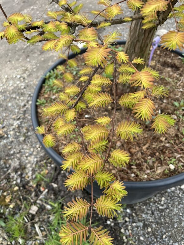 Dawn Redwood 'Amber Glow'