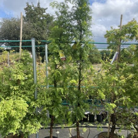 Dawn Redwood 'Amber Glow' 200250cm (15L)