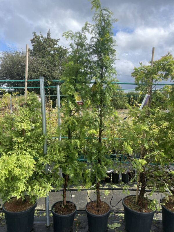 Dawn Redwood 'Amber Glow' 200250cm (15L)