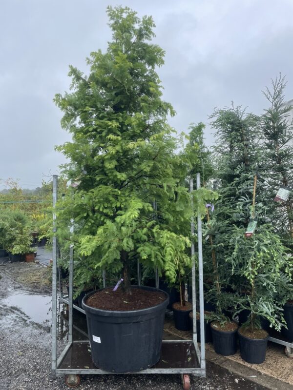 Dawn Redwood 'Amber Glow' 300/350cm (230L)
