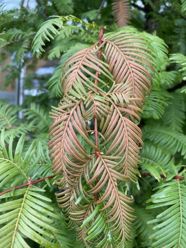 Dawn Redwood 'Amber Glow' 200/250cm (15L) - Image 2