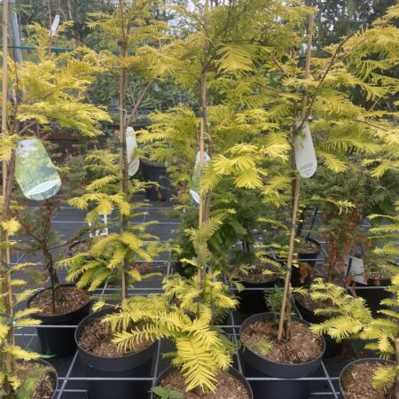 Dawn Redwood 'Golden Oji' 80/100cm (4L)