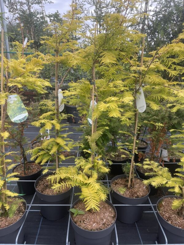 Dawn Redwood 'Golden Oji' 80/100cm (4L)