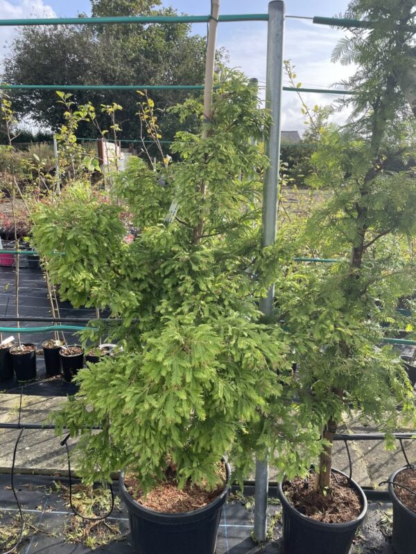 Dawn Redwood 'Hamlet's Broom' 100120cm (30L)
