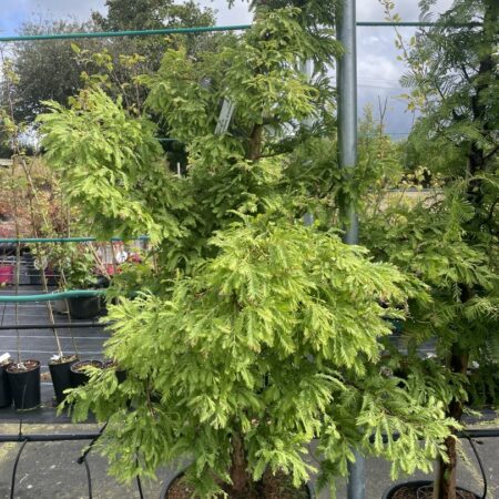 Dawn Redwood 'Hamlet's Broom' 100/120cm (30L)