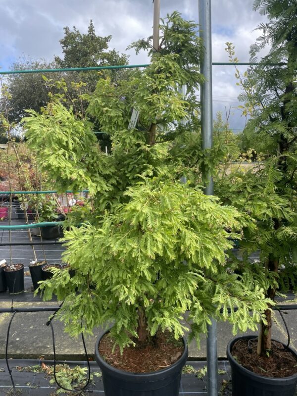 Dawn Redwood 'Hamlet's Broom' 100/120cm (30L)