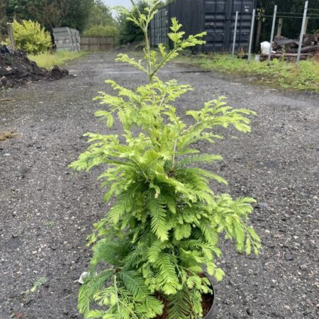 Dawn Redwood 'Hamlet's Broom' 80/100cm (5L)