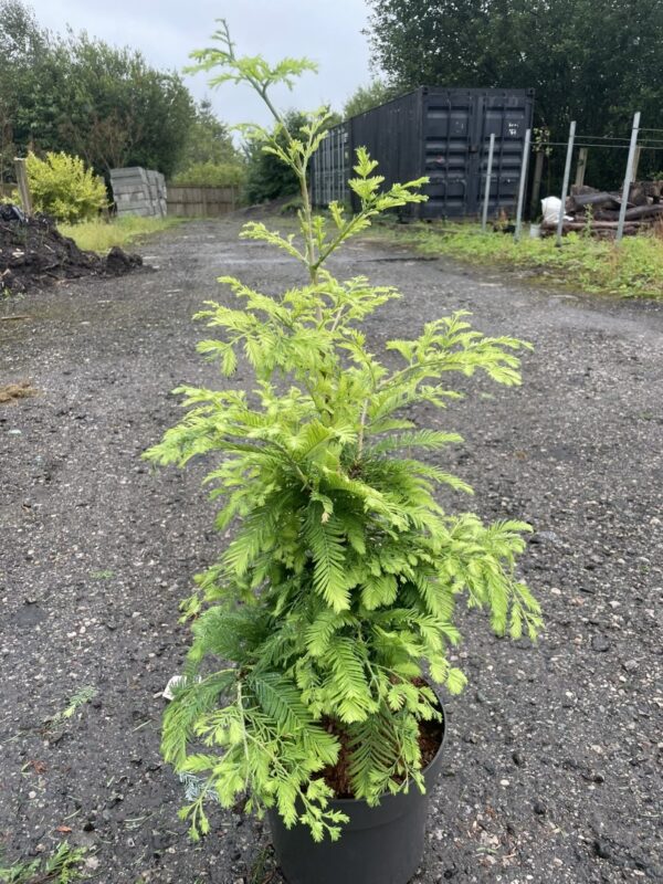 Dawn Redwood 'Hamlet's Broom' 80/100cm (5L)