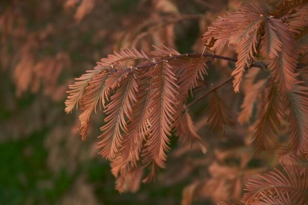 Metasequoia glyptostroboides / Dawn Redwood