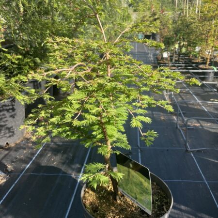 Dawn Redwood Miss Grace
