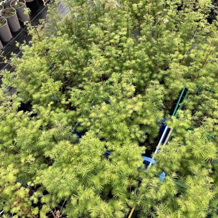 Dawn Redwood Tree (Bonsai)