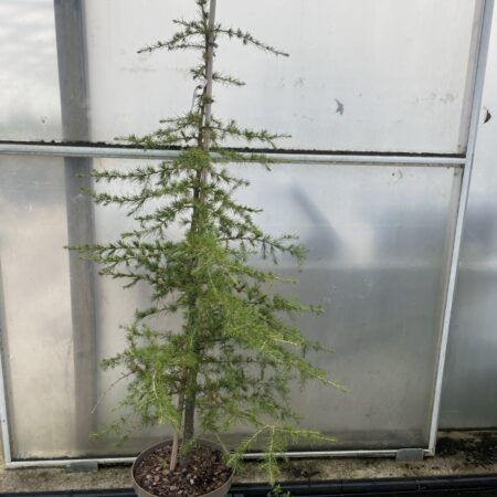 Deodar Cedar