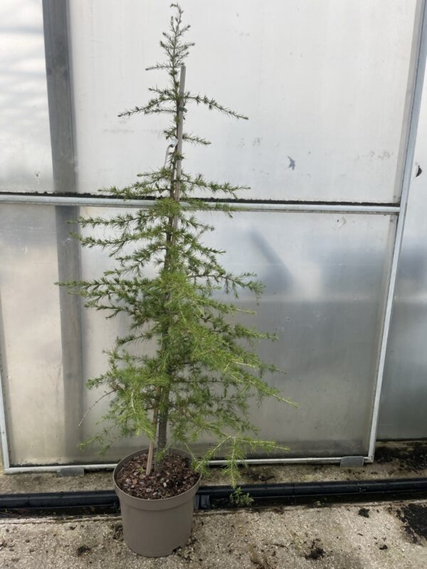 Cedar of Lebanon 100/150cm (10L)