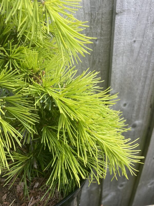 Deodar Cedar 'Aurea' 40/60cm (5L) - Image 3