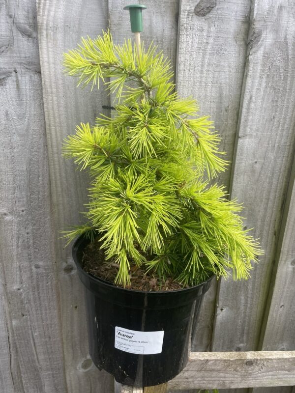 Deodar Cedar 'Aurea' 40/60cm (5L) - Image 5