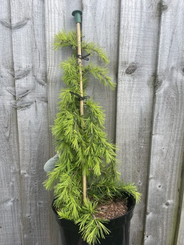 Deodar Cedar 'Aurea' 40/60cm (5L) - Image 2