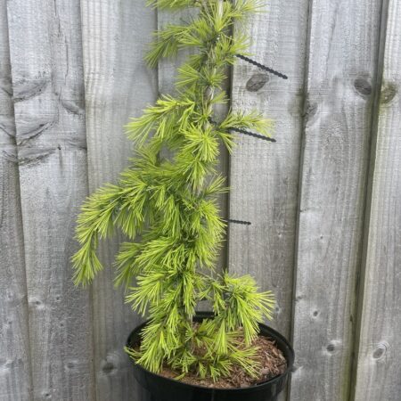 Deodar Cedar ‘Aurea’