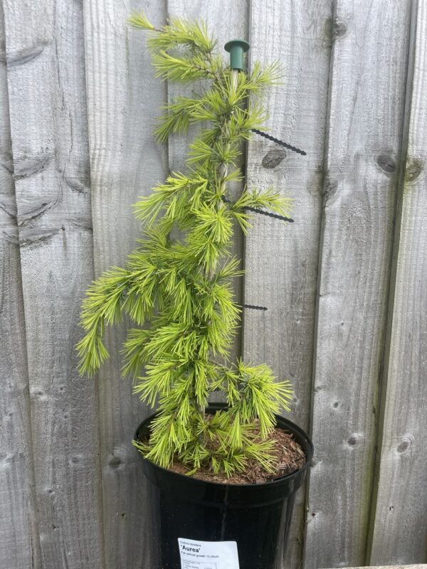 Deodar Cedar 'Aurea' 40/60cm (5L)