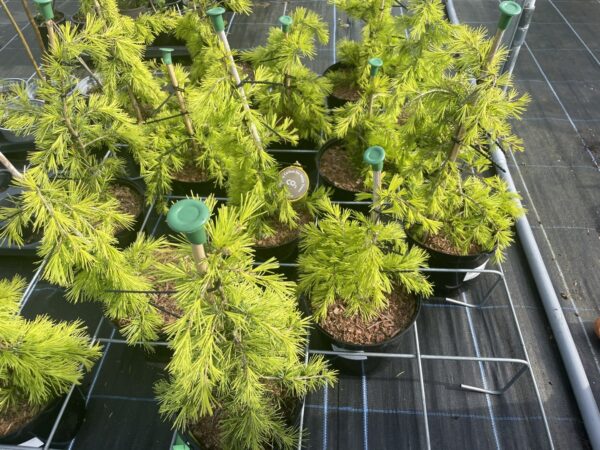 Deodar Cedar 'Aurea' 40/60cm (5L) - Image 4