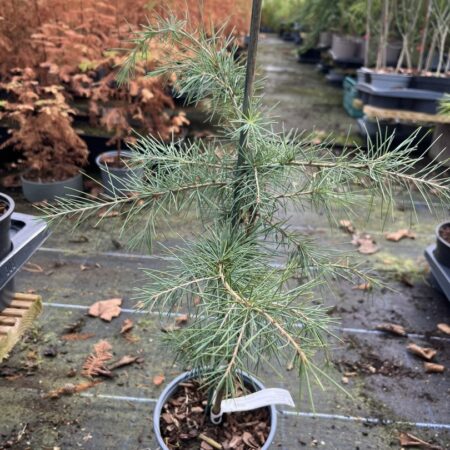 Deodar Cedar 60/80cm (2L)