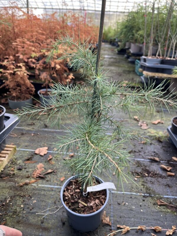 Deodar Cedar 60/80cm (2L)