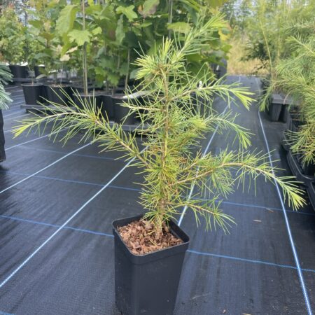 Deodar Cedar 20/40cm (P9T)