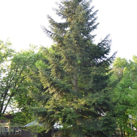 Douglas Fir Pseudotsuga menziesii