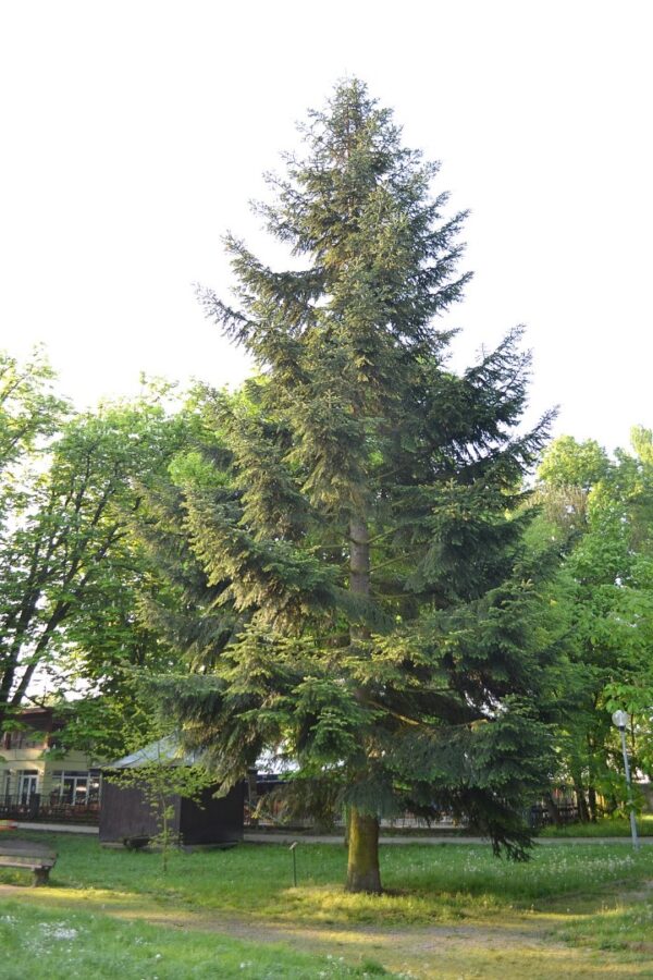 Douglas Fir Tree 40/60cm (2L) - Image 5