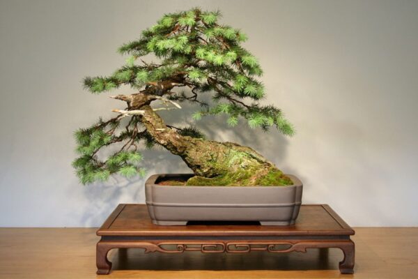Douglas Fir Tree 40/60cm (2L)