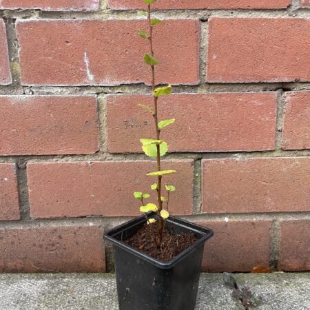 Dwarf Birch Tree