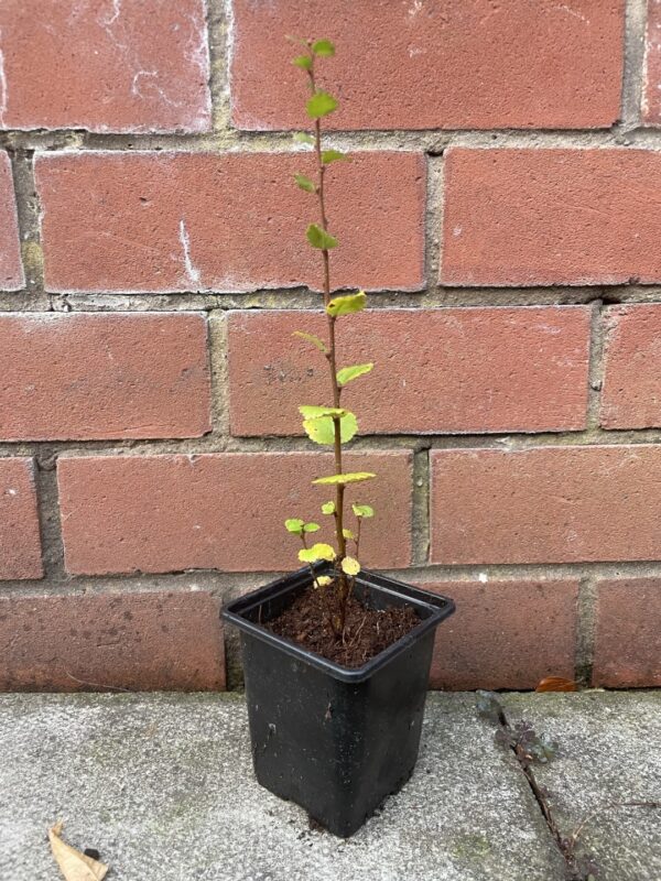 Dwarf Birch Tree 10/20cm (Cell)