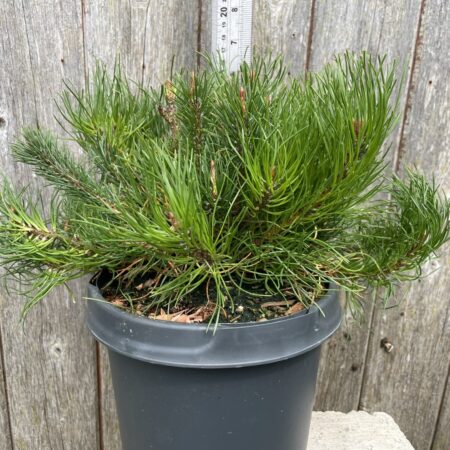 Dwarf Mountain Pine