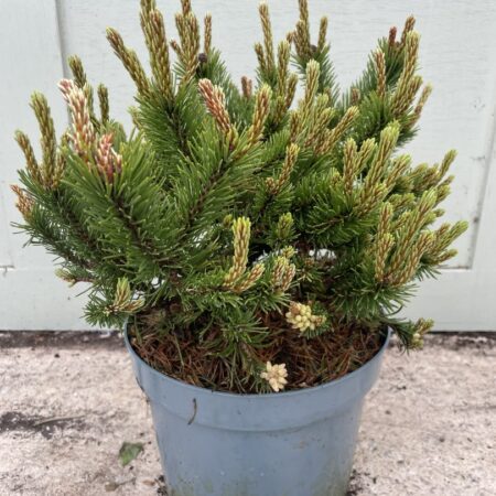 Dwarf mountain pine ‘Humpy’