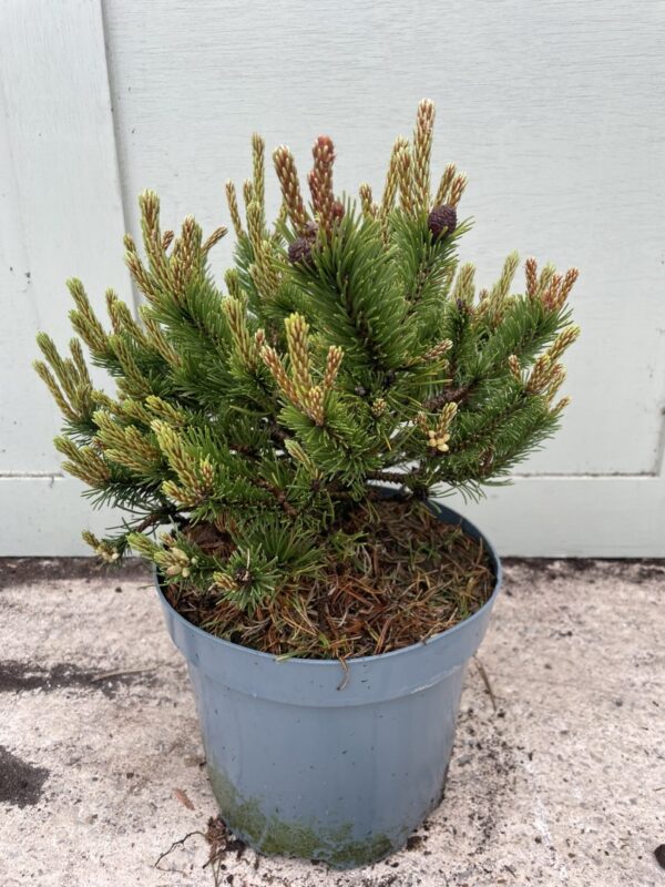 Dwarf mountain pine 'Humpy' 20/40cm (5L) - Image 2