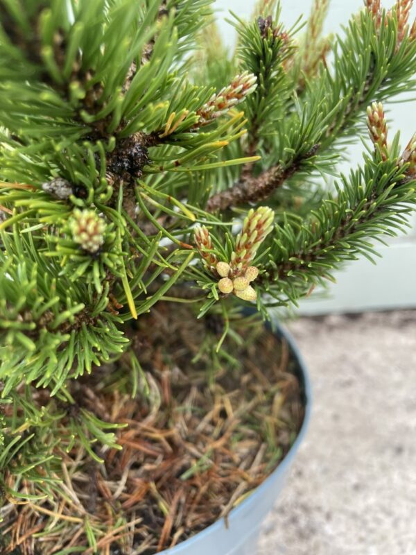 Dwarf mountain pine 'Humpy' 20/40cm (5L) - Image 7