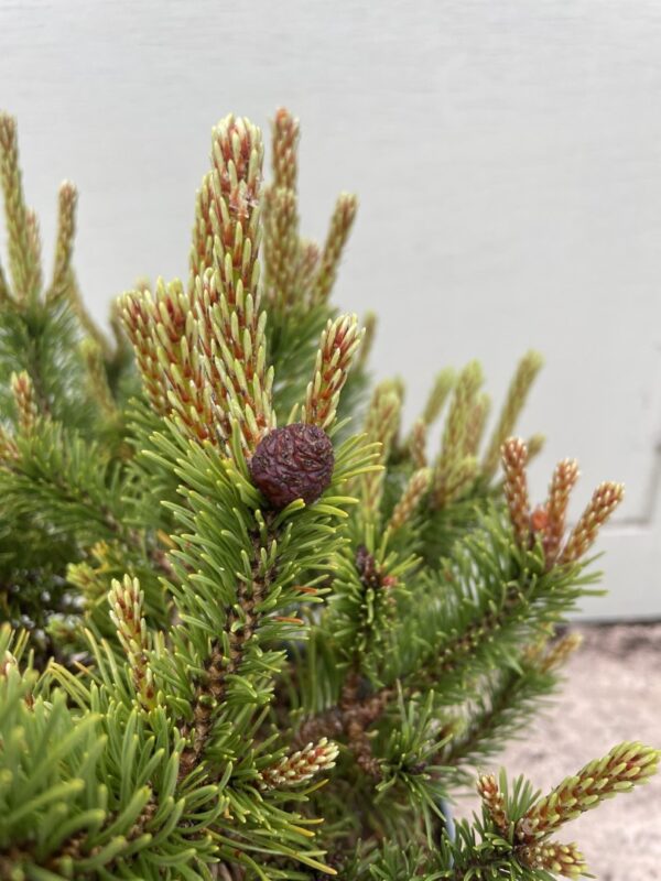 Dwarf mountain pine 'Humpy' 20/40cm (5L) - Image 6
