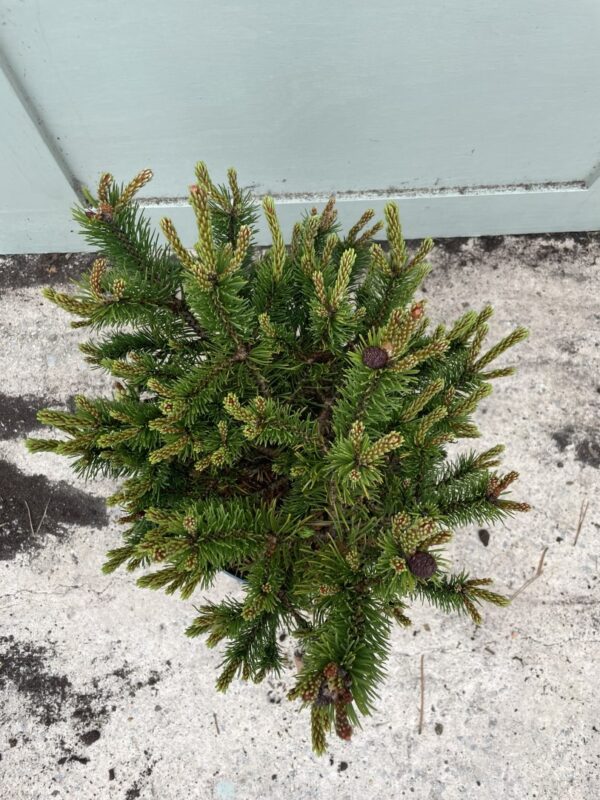Dwarf mountain pine 'Humpy' 20/40cm (5L) - Image 5