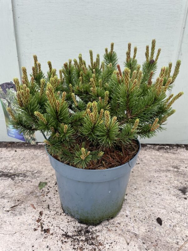 Dwarf mountain pine 'Humpy' 20/40cm (5L) - Image 4