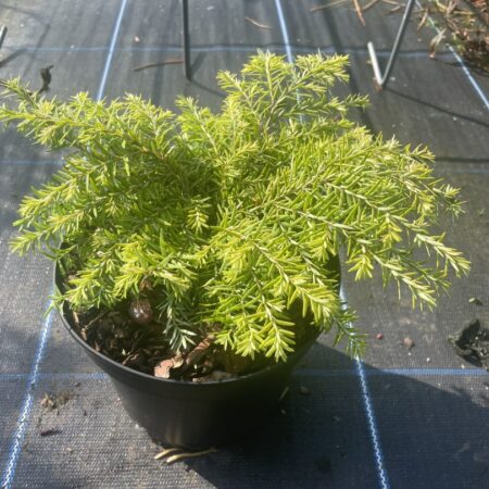 Eastern Hemlock Tsuga canadensis 'Fantana' (2)