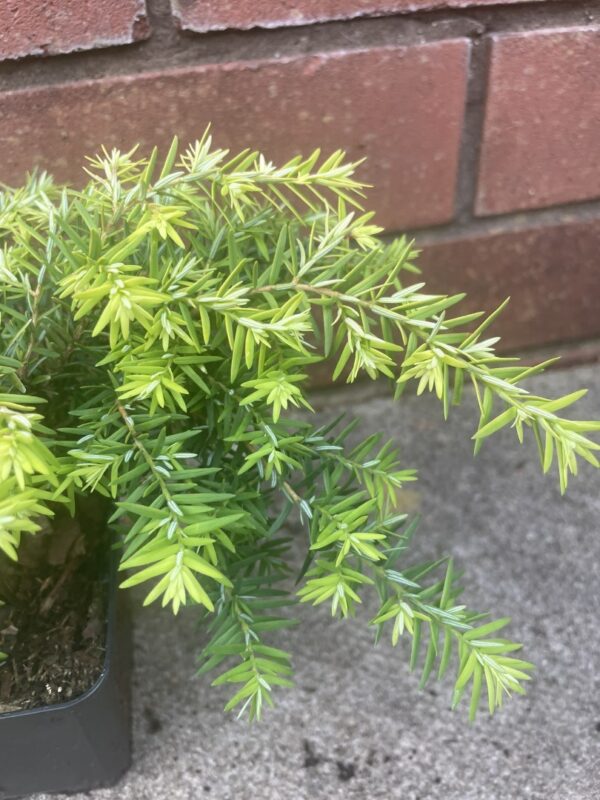 Eastern Hemlock - Tsuga canadensis 'Jeddeloh'