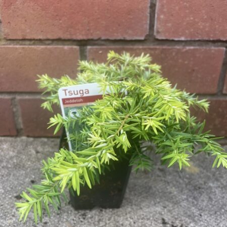 Eastern Hemlock - Tsuga canadensis 'Jeddeloh'