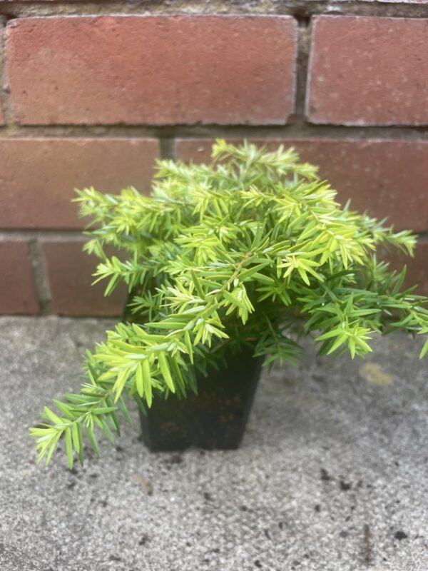 Eastern Hemlock - Tsuga canadensis 'Jeddeloh'