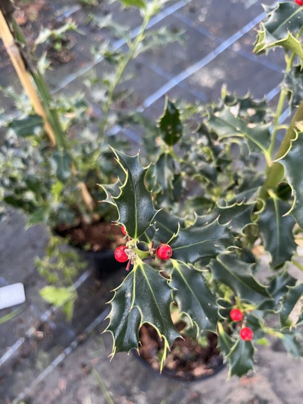 English Holly 60/80cm (2L) - Image 5
