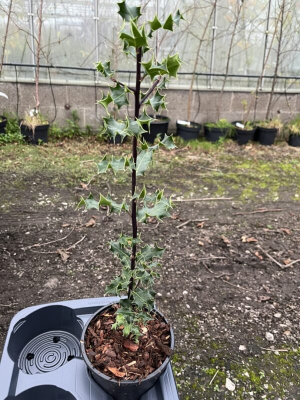 English Holly 40/60cm (2L)
