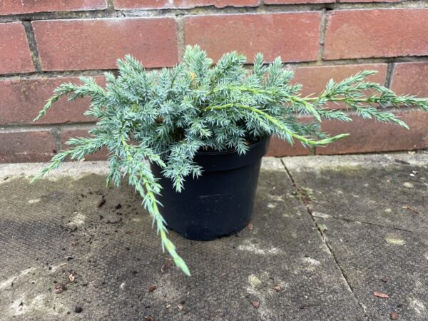 Flaky Juniper Juniperus communis 'Blue Carpet'