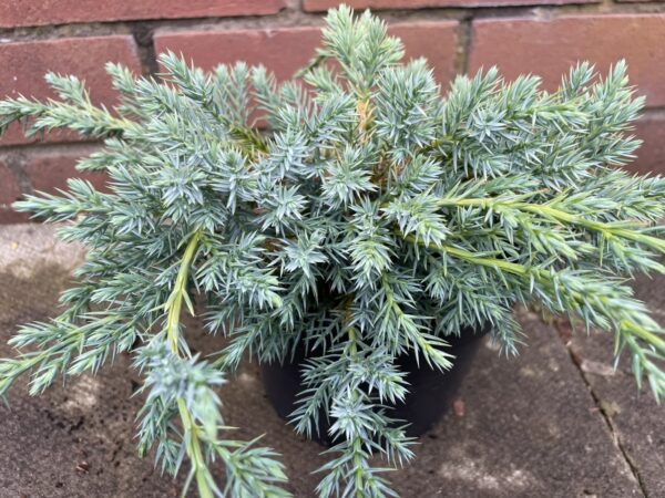 Flaky Juniper Juniperus communis 'Blue Carpet'