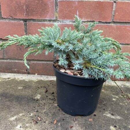 Flaky Juniper Juniperus communis 'Blue Carpet'