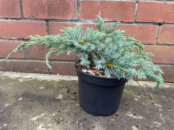 Flaky Juniper Juniperus communis 'Blue Carpet'