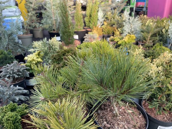Blue Colorado Spruce 'Iseli Fastigiate' 60/80cm (7L) - Image 7
